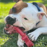 Nylon Key To My Heart-Dog Toy-Rover Pet Products